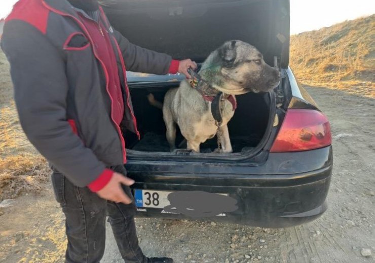 Köpek dövüştürerek bahis oynayanlara suçüstü