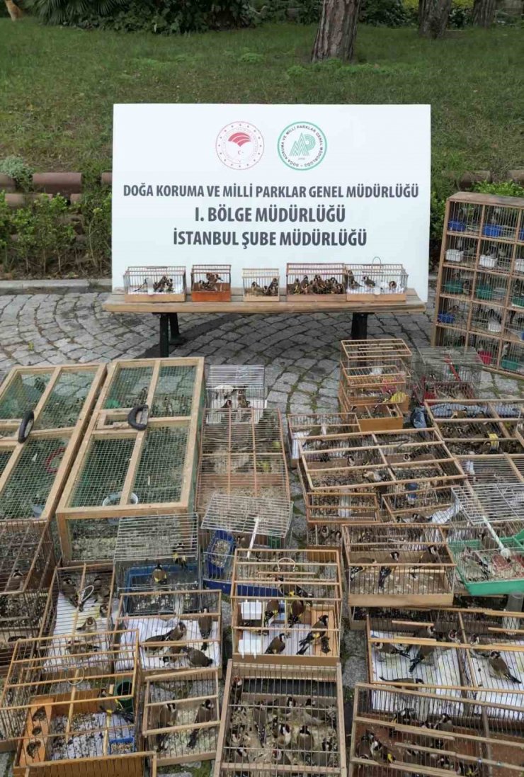 Yasa dışı yakalanarak ticareti yapılan 902 kuş doğaya bırakıldı